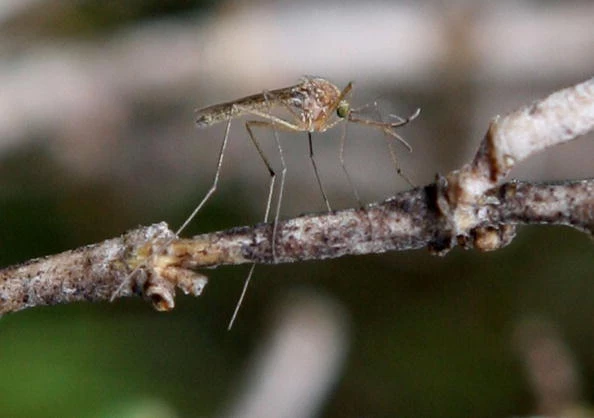Mosquito (Photo by Justin Sullivan/Getty Images) Mosquito (Photo by Justin Sullivan/Getty Images)