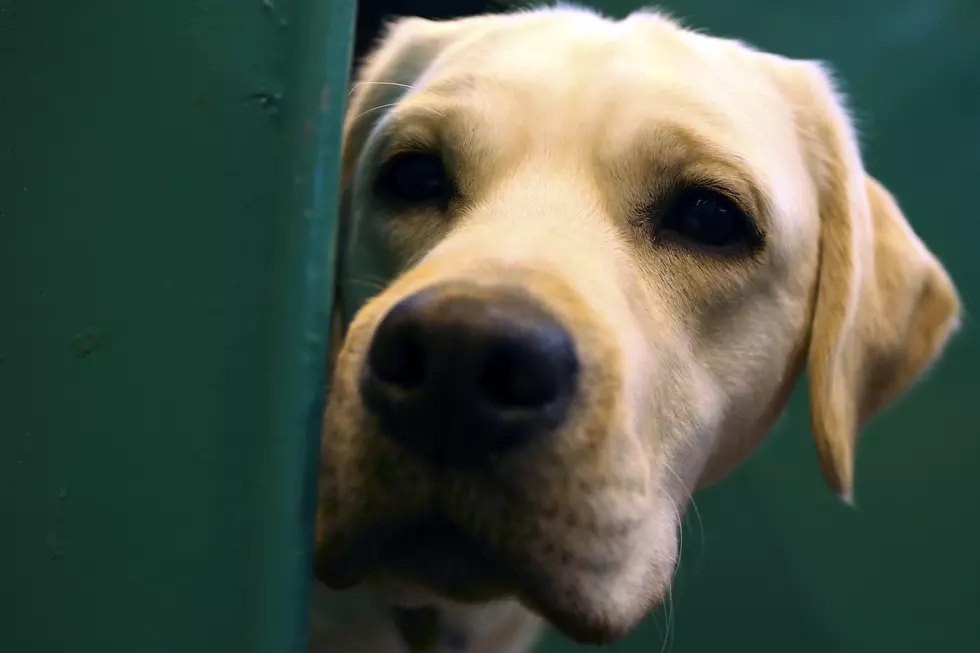 Groundbreaking Held For New Lafayette Animal Shelter