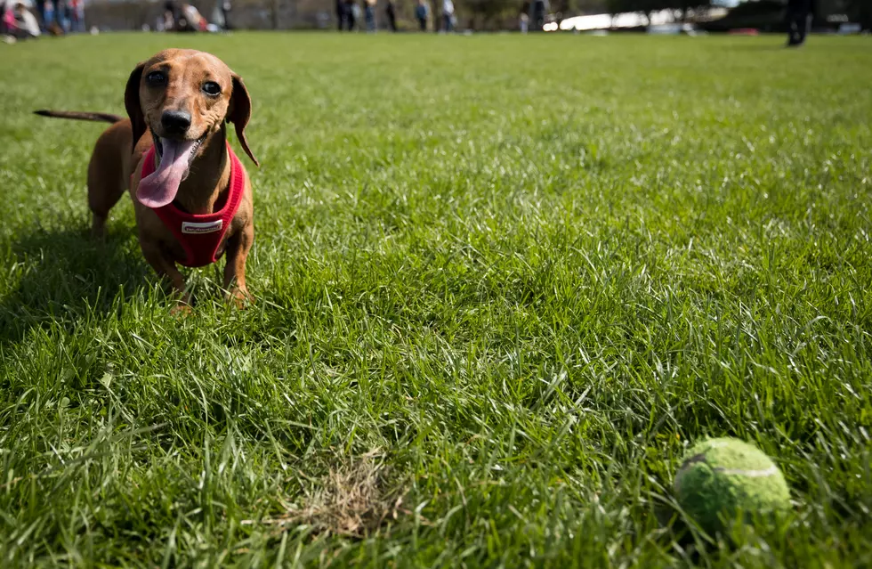 No Explanation as to Why Dog’s Ball Moves by Itself