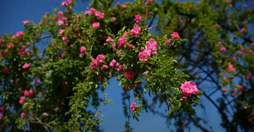 Have You Heard of the ‘Peggy Martin’ Rose?