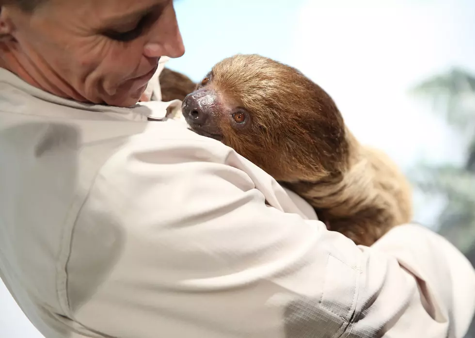 Did You Know—You Can Hang out with Sloths in Louisiana?