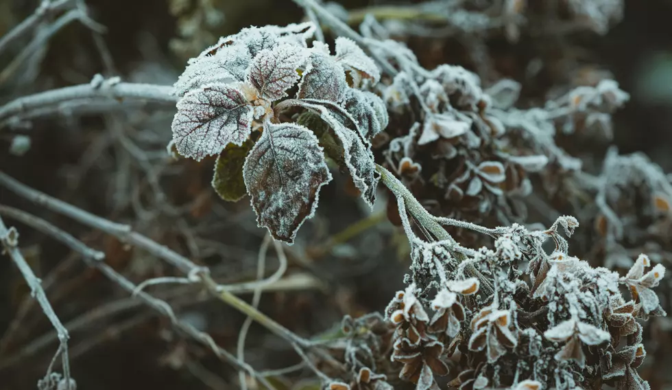 Frozen Plant