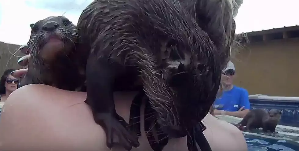 Want to Swim With Tiny Otters? You Can at Louisiana’s Barn Hill Preserve