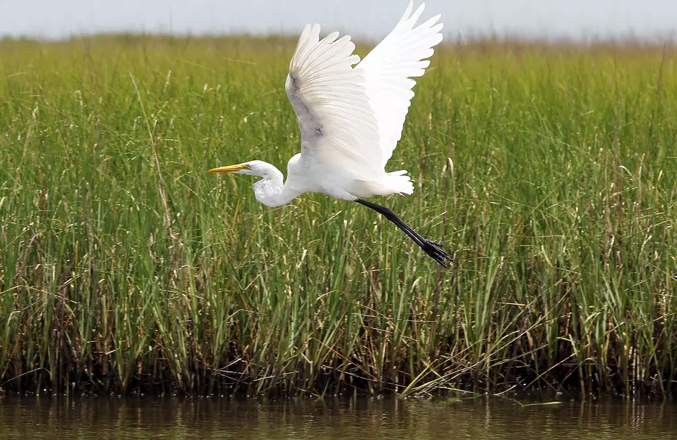 Top 20 Outdoor Adventures in Louisiana: Nature Lover’s Guide to the Bayou State