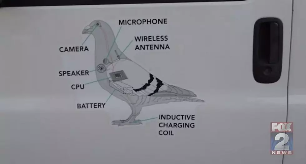 ‘Birds Aren’t Real’ Movement Claim Birds Are a Government Conspiracy