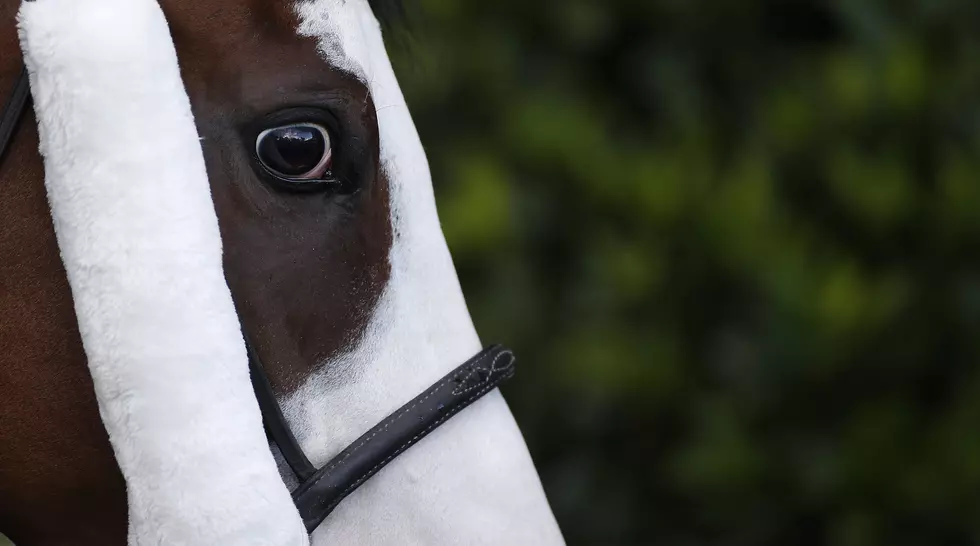 Scott Woman Arrested For Allegedly Selling Horse On Web Without Owner’s Knowledge
