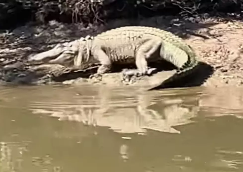 Boat Ride Shows Large Number of Alligators in Louisiana Waterway