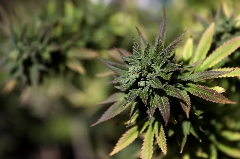 More Louisiana Residents Eligible For Medical Marijuana Program