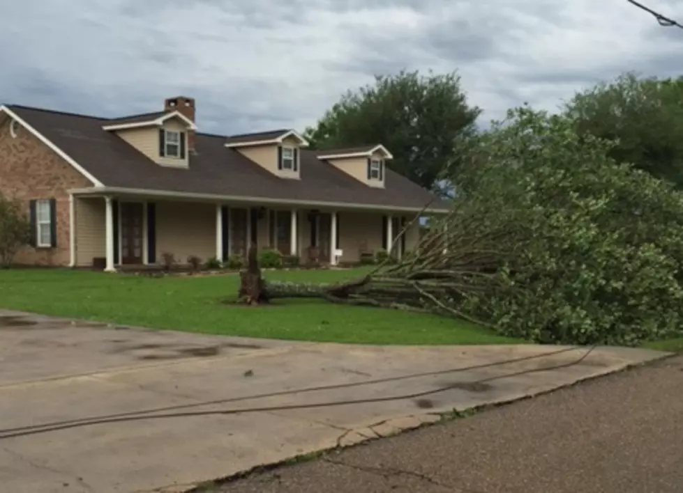 Storm Photo, Trees Over in yard, Rue Coupe Civique, KPEL staff photo, Casey