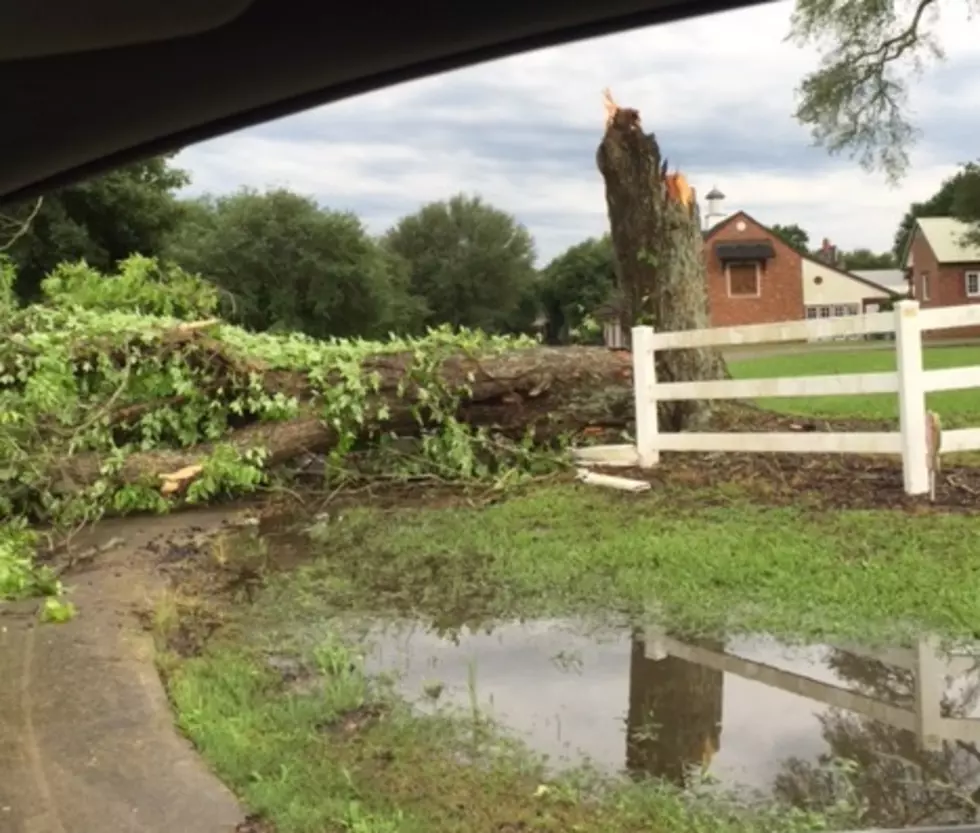 Storm Photo, Trees over raodway Rue Des Etoiles 2, Kpel staff photo, Casey