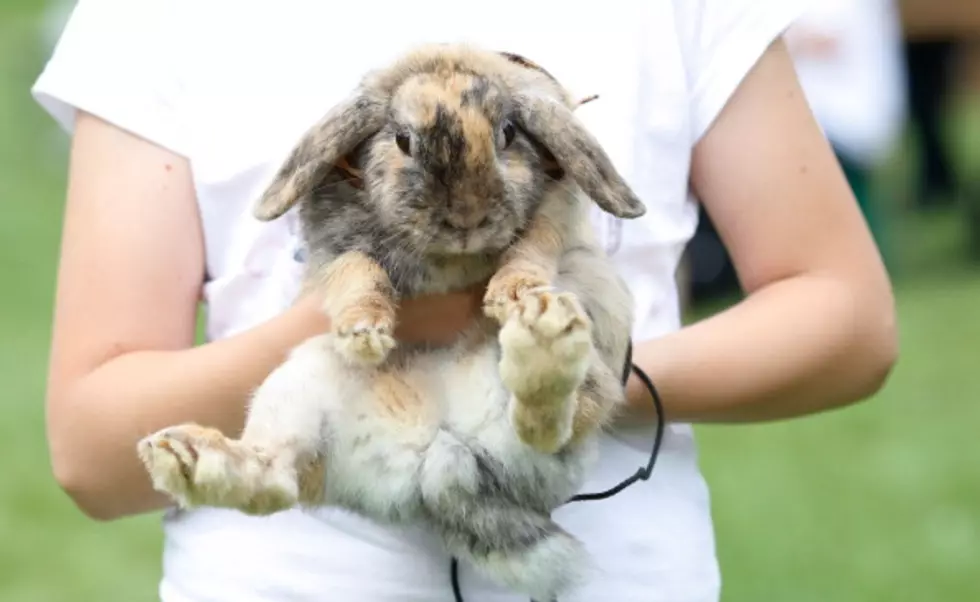 Dogs Kill Pet Rabbits In Youngsville