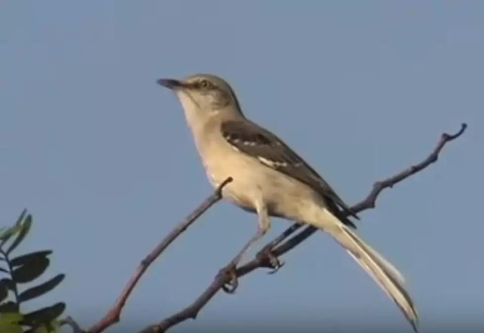 Is Dirty Dirt The Reason For Aggressive Backyard Birds?