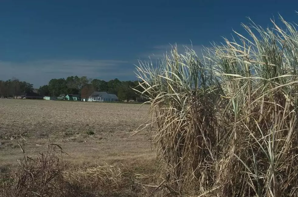 How Have Recent Weather Patterns Affected Acadiana Agriculture?
