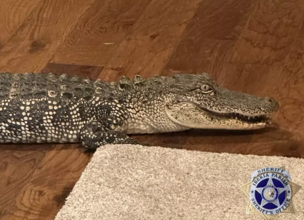 5 ft. Alligator Wanders into Iberia Parish Home Through Dog Door (VIDEO)