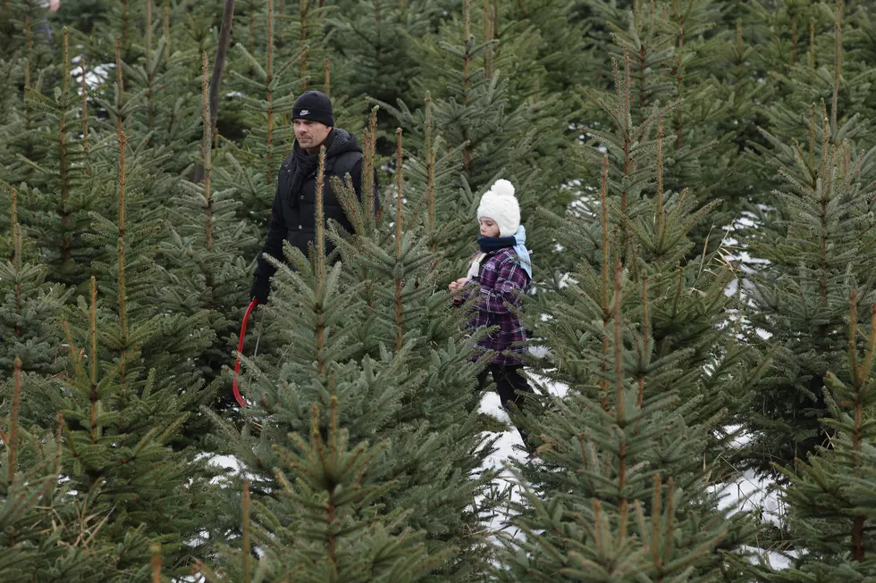 Texas Christmas Lovers May Experience Christmas Tree Shortage